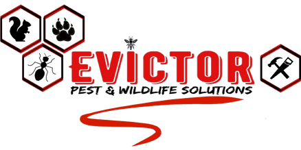 Evictor Pest & Wildlife Solutions